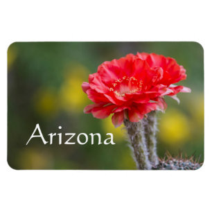 Íman dueto de flor de cacto Firelight, Arizona