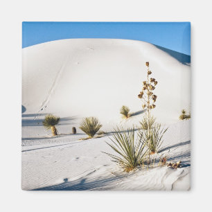 Íman Dunas Transversais e Soaptree Yucca