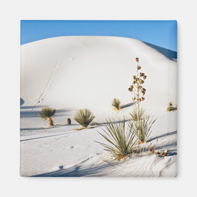 Íman Dunas Transversais e Soaptree Yucca (Frente)