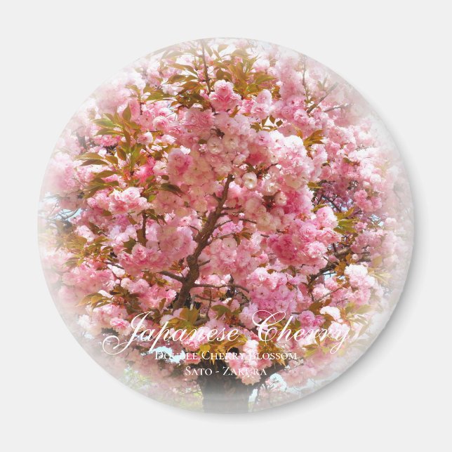 Íman Dupla Flor de Cerejeira: Sato-zakura (Frente)
