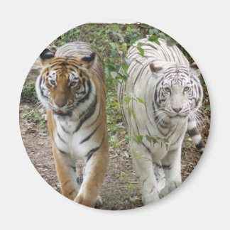 ÍMAN DUPLO PROBLEMA 2 TIGRES LARANJA/BRANCO