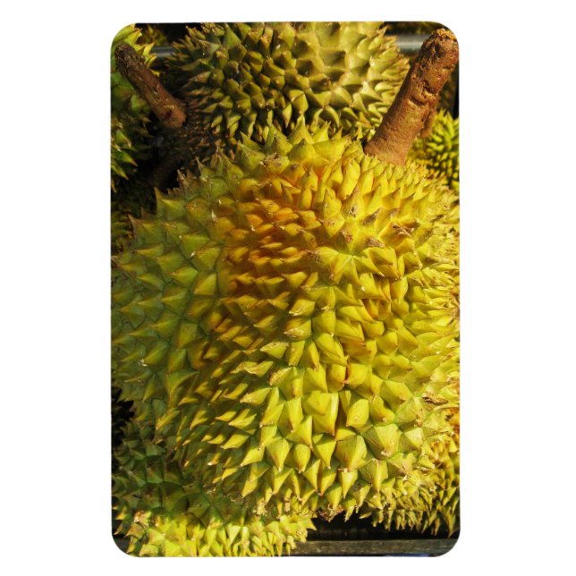 Íman Durian Fruta (Vertical)