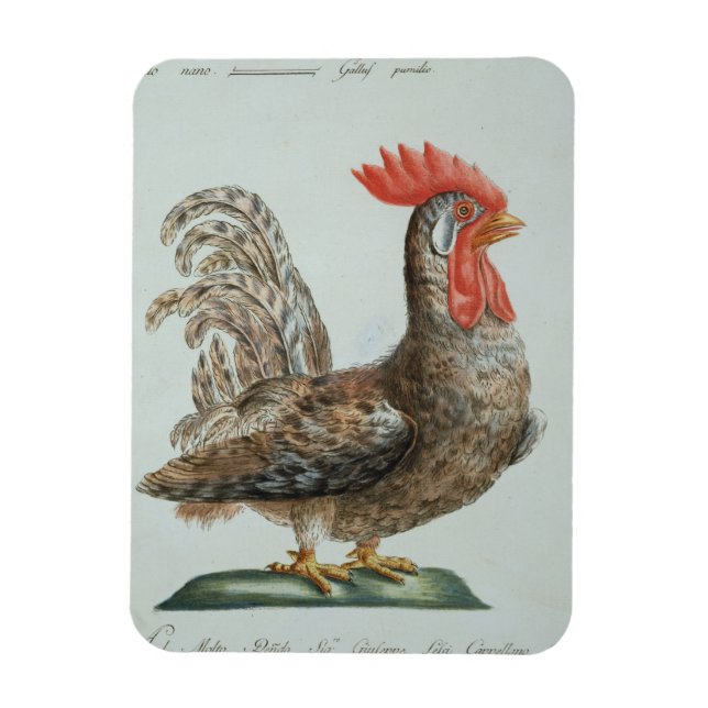Íman Dwarf Cockerel, c.1767-76 (gravura à mão) (Vertical)