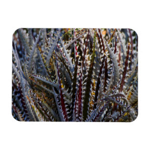 Íman Dyckia delícia