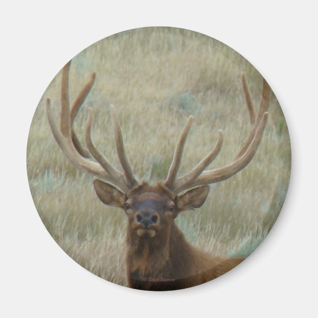 Íman E10 Alce Macho em Antler em Foto da Cabeça (Frente)