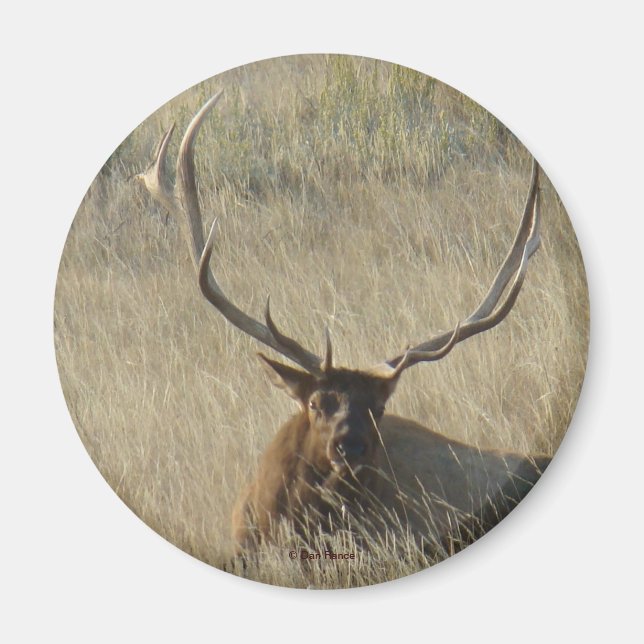 Íman E25 Touro Elk em Grama (Frente)