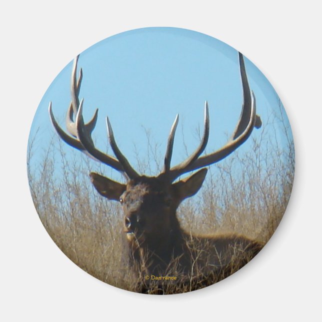 Íman E26 Touro-Elk na Erva (Frente)