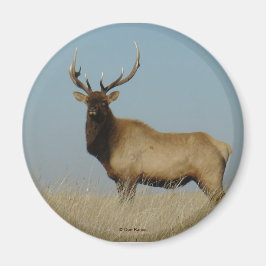 Íman E43 Bull Elk