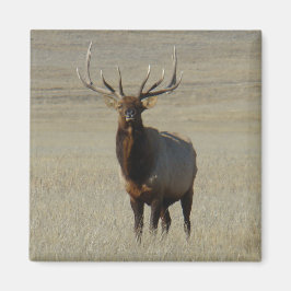 Íman E59 Bull Elk