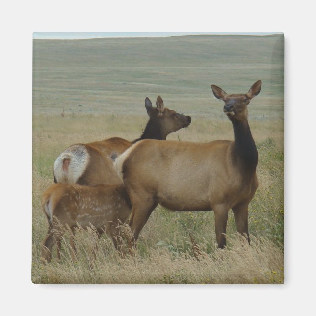 Íman E61 Elk de vaca e vitelo (Frente)