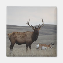 E63 Alce-macho e Antílope-pronghorn