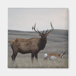 Íman E63 Alce-macho e Antílope-pronghorn