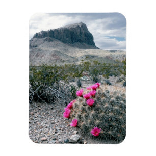 Íman E.U.A., Texas, Parque Nacional Big Bend. Florindo