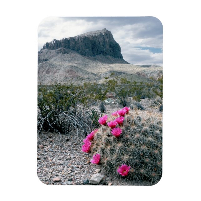 Íman E.U.A., Texas, Parque Nacional Big Bend. Florindo (Vertical)
