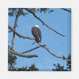 Íman Eagle Magnet