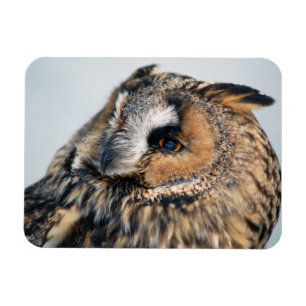 Íman Eagle Owl Premium Magnet