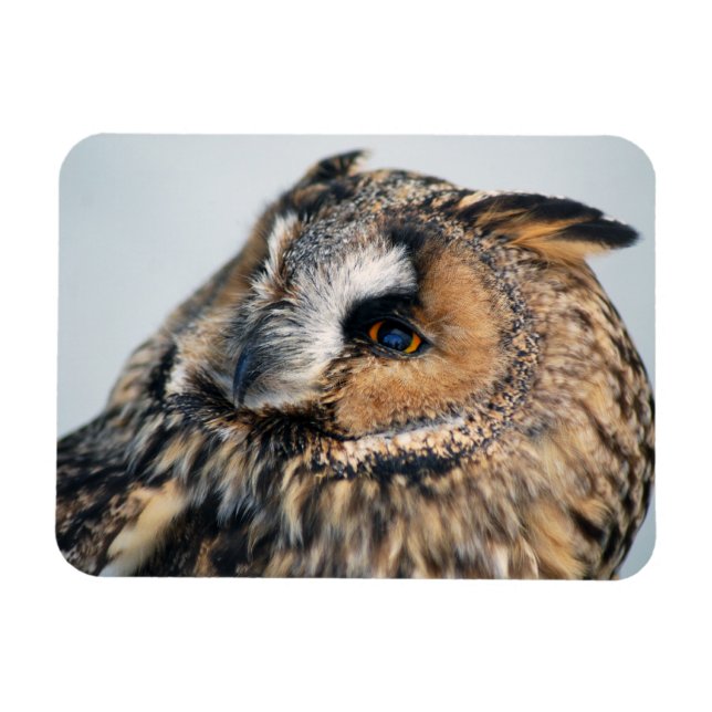 Íman Eagle Owl Premium Magnet (Horizontal)