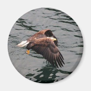 Íman Eagle que voa com asas para fora