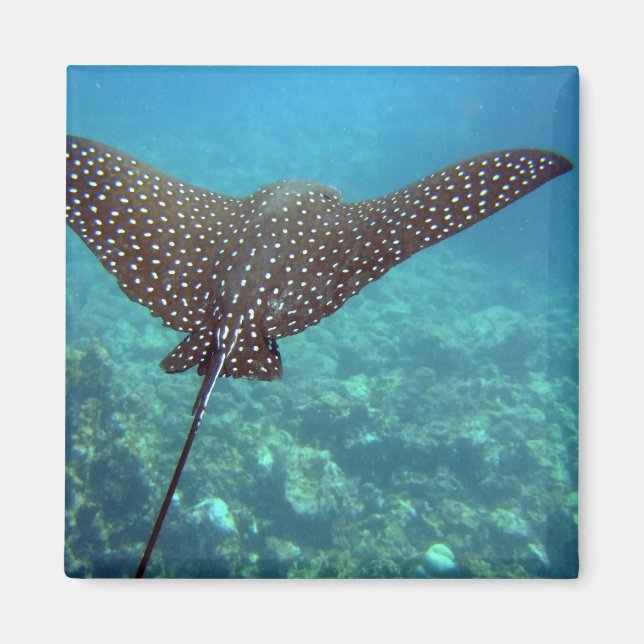 Íman Eagle Ray (Frente)