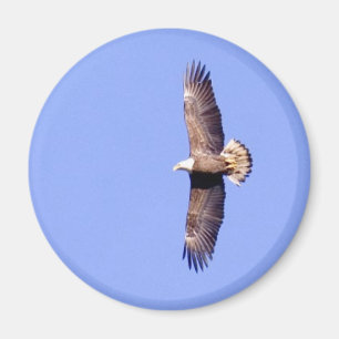 Íman Eagle sobre Conowingo