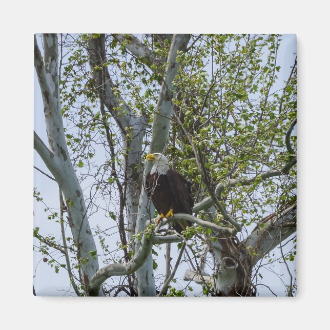 Íman Eagle Watch Out (Frente)