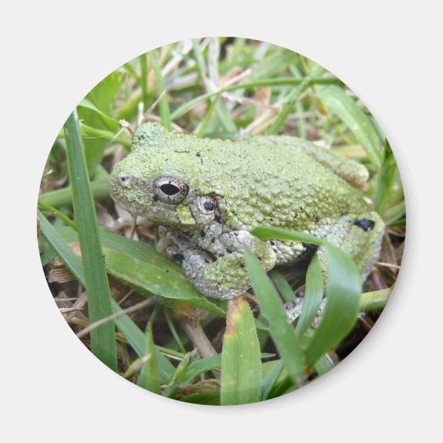 Íman Eastern Grey Treefrog Nature Photography (Frente)