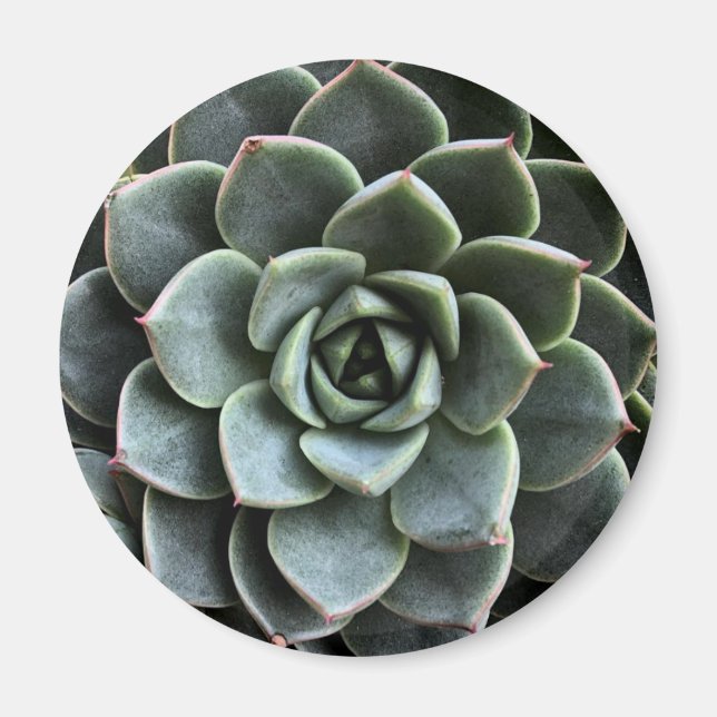 Íman Echeveria Fabiola Magnet (Frente)