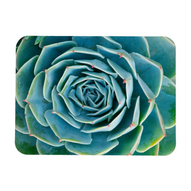Íman Echeveria Roseta, Jardim Secreto de Marrakech (Horizontal)