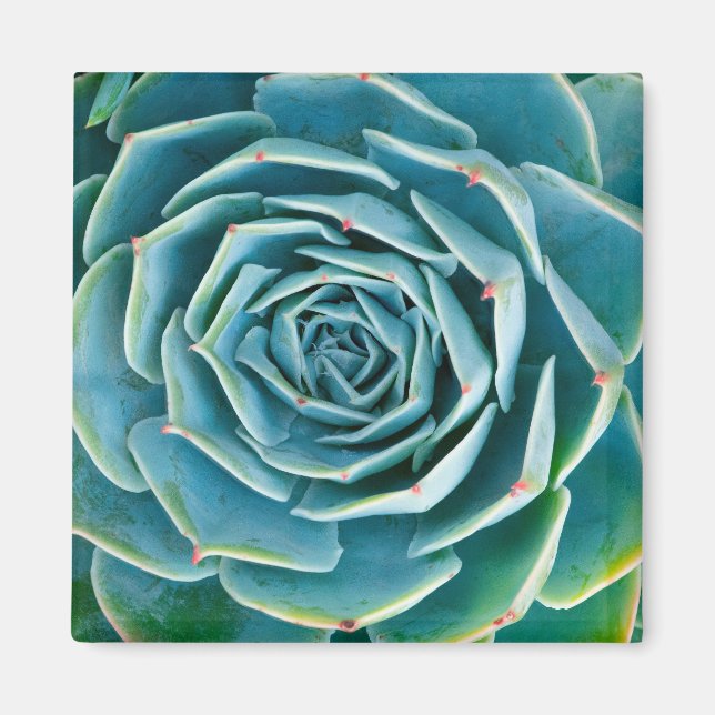 Íman Echeveria Roseta, Jardim Secreto de Marrakech (Frente)