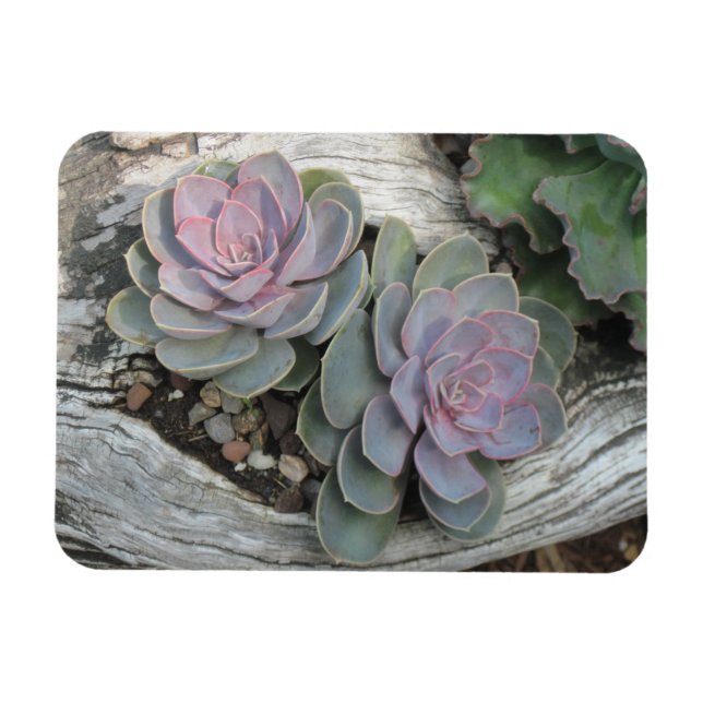 Íman Echeveria Succulent Magnet (Horizontal)