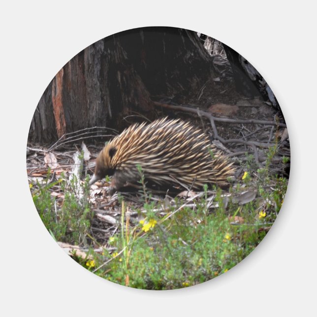 Íman Echidna (Frente)