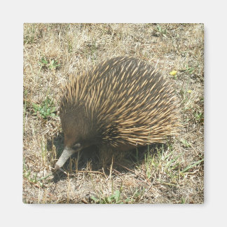 Íman Echidna