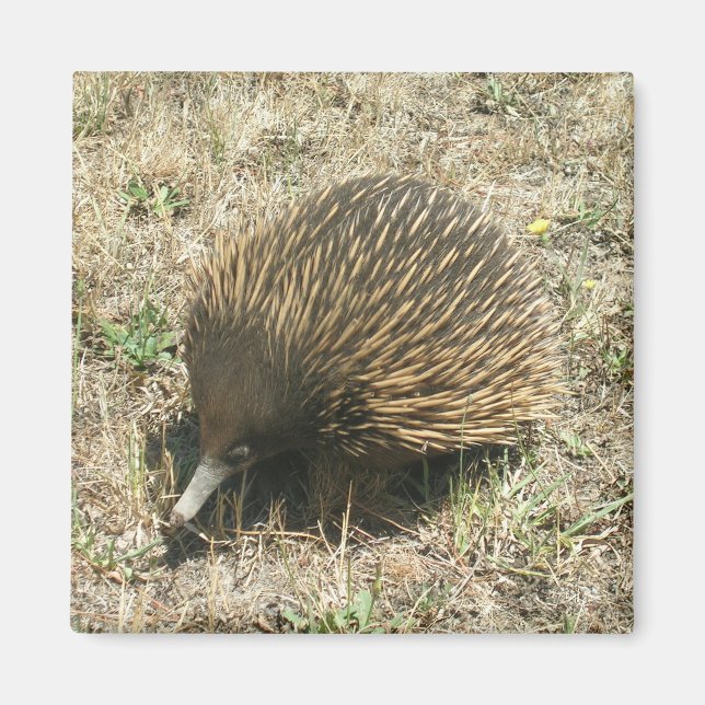 Íman Echidna (Frente)
