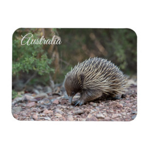 Íman Echidna