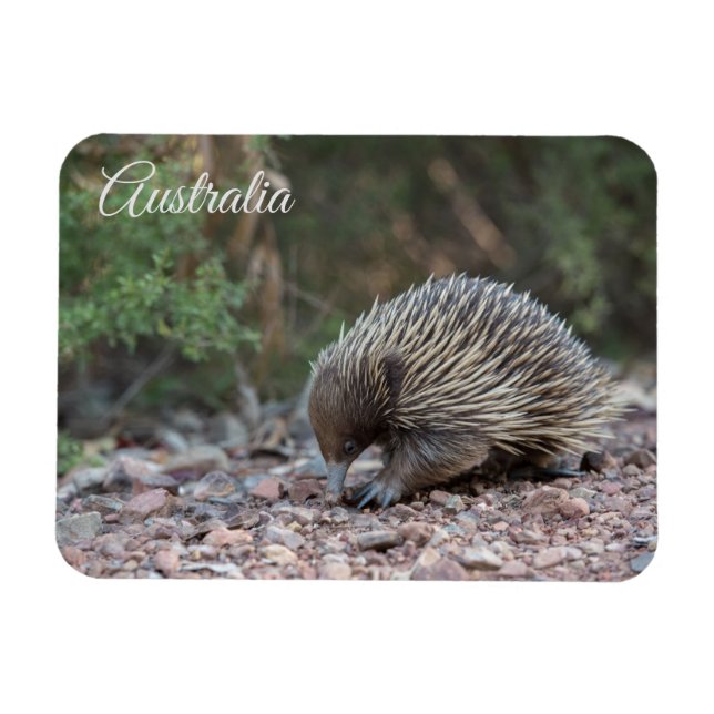 Íman Echidna, Austrália (Horizontal)