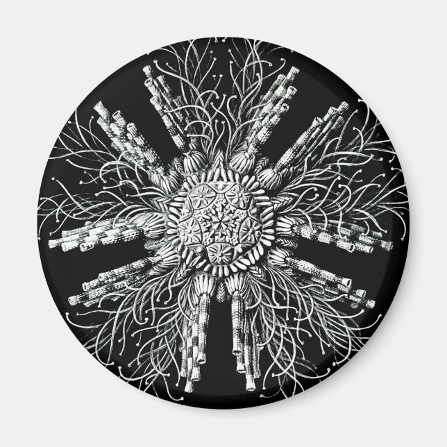 Íman Echinidea Magnet (Frente)