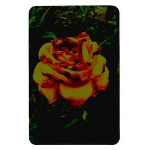 Íman Ecografia flexível do ouro de ímã fotográfico