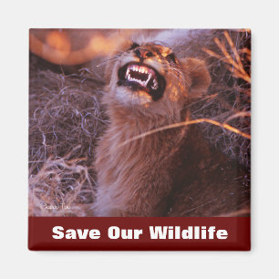 Íman Economias felizes da tau nossos animais selvagens