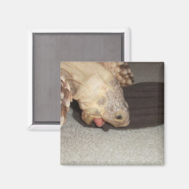 Íman Ed e a meia, Sulcata Tortoise  (Front/Back)