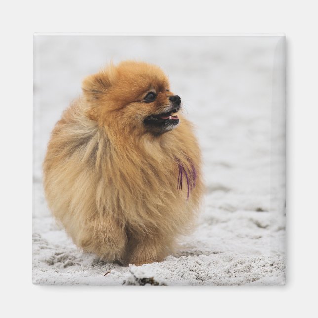 Íman Edgrrr nº 3 - Pomeraniano (Frente)
