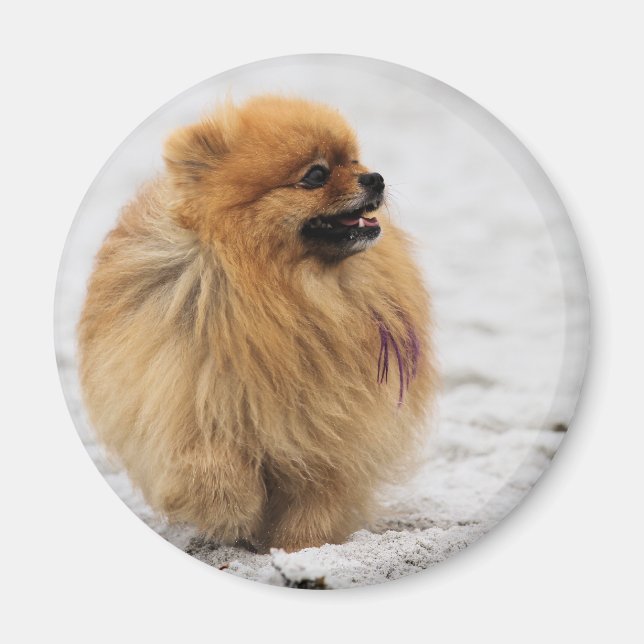 Íman Edgrrr nº 3 - Pomeraniano (Frente)