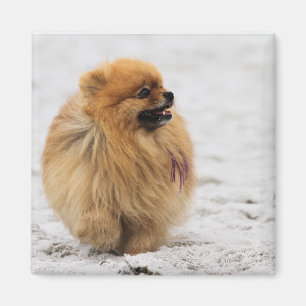 Íman Edgrrrr #3 - Pomeranian