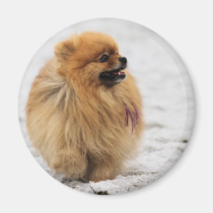 Íman Edgrrrr #3 - Pomeranian