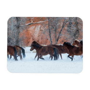 Íman Efetivo de Cavalos em Neve