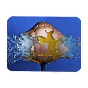 Íman Eggceptional