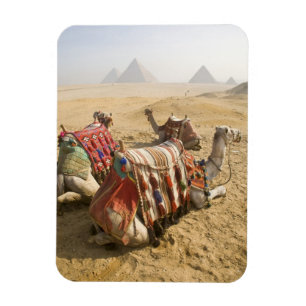 Íman Egipto, o Cairo. Olhar de descanso dos camelos