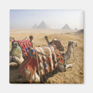 Íman Egito, Cairo. Camelos descansando