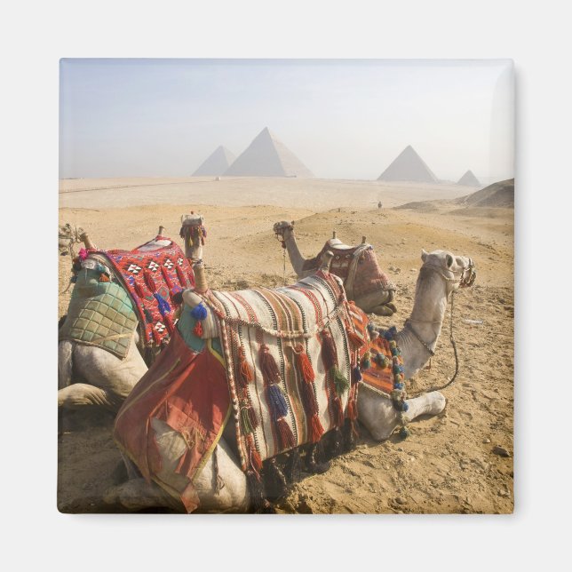 Íman Egito, Cairo. Camelos descansando (Frente)