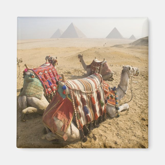 Íman Egito, Cairo. Camelos descansando (Frente)