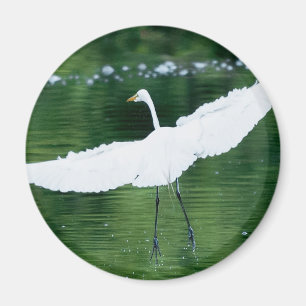 Íman Egret Branco do excelente